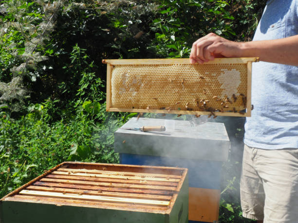 istock Master bee keeper pulls out a frame with honey from the beehive in the colony. 1404883701