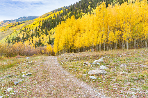 Yellow aspen trees along a trail on mountain side in the San Juan Mountains of Colorado