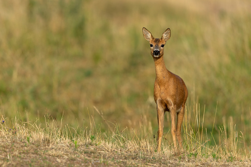 Female roe deer (Capreolus capreolus) standing in a meadow.