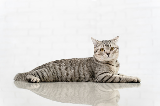 Scottish striped cat relaxing on floor.