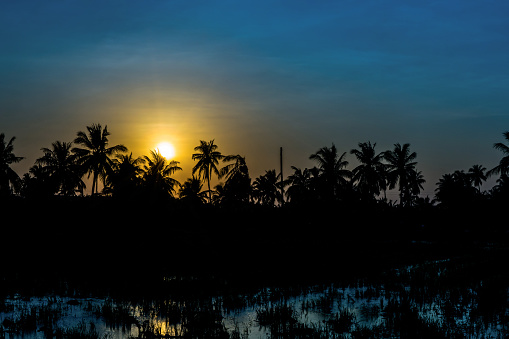 Silhouette The Fields And Coconut tree, countryside in the evening.