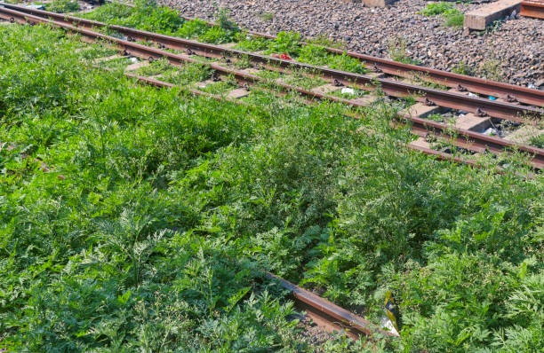 Closeup of lush green weeds growing abundantly on railway track near an Indian Railway station.
