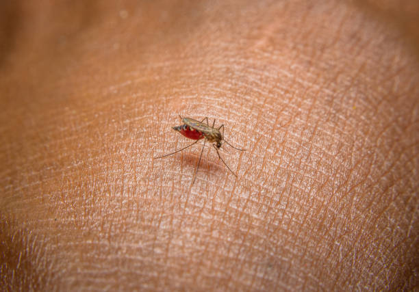 Mosquito Mosquito sucks blood on brown skin malaria stock pictures, royalty-free photos & images