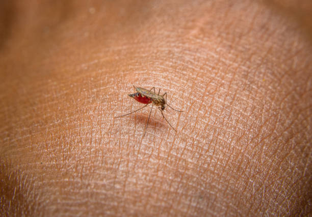 mosquito - malaria imagens e fotografias de stock