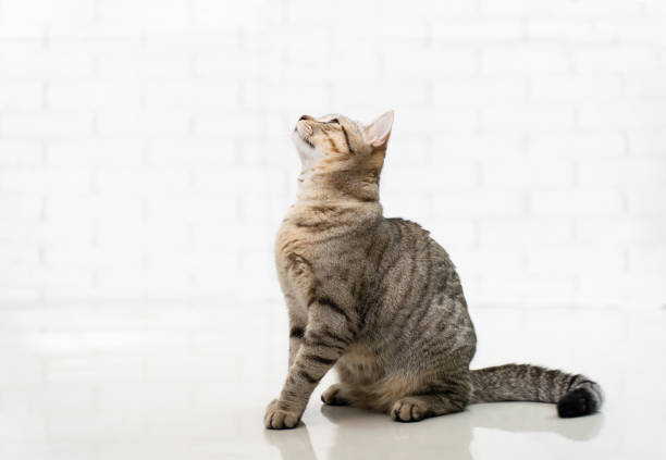 gatto scottista tabby seduto e guardando sul pavimento. - domestic cat kitten scottish straight short hair foto e immagini stock