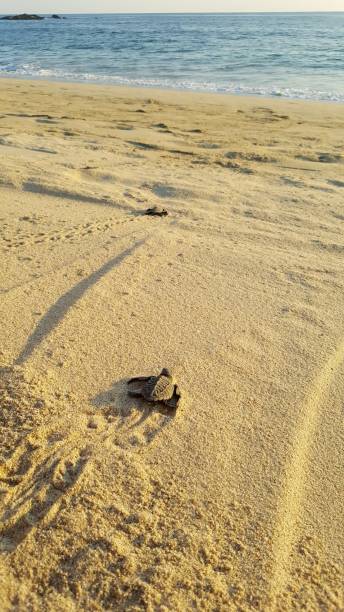 istock Two Baby Turtles Racing to Ocean 1404888166