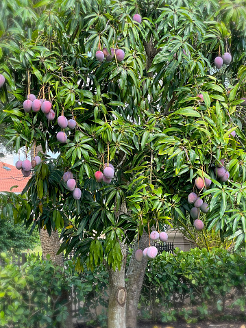 Purple Mango Beautiful Tree with Mangos! Florida tropical tree with fruit.