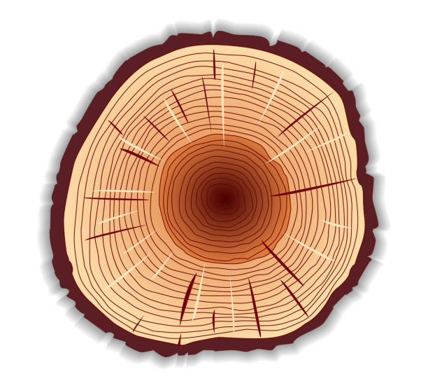 ilustrações de stock, clip art, desenhos animados e ícones de wood cut 2 - wood lumber industry tree ring wood grain