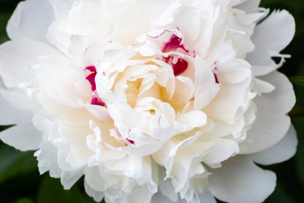 istock White peony flower on the green background 1404889854