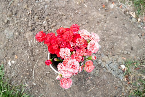 Fresh red and pink carnations seen on a fresh dug grave. A service was held ate the site, located in a rural cemetery.