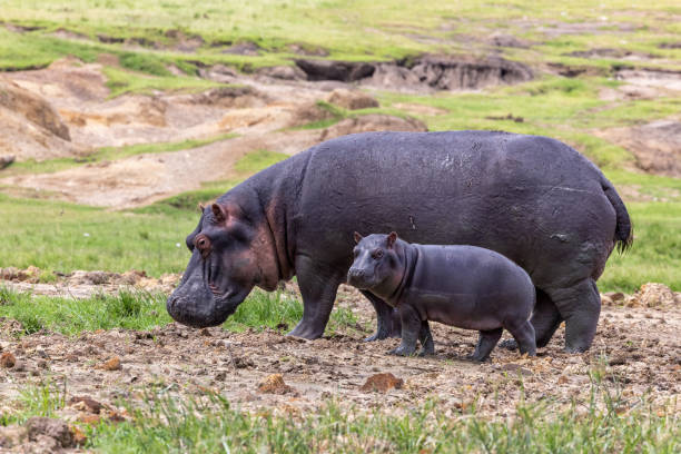 Animals In The Wild Overweight Young Animal Hippopotamus Stock Photos,  Pictures & Royalty-Free Images - iStock