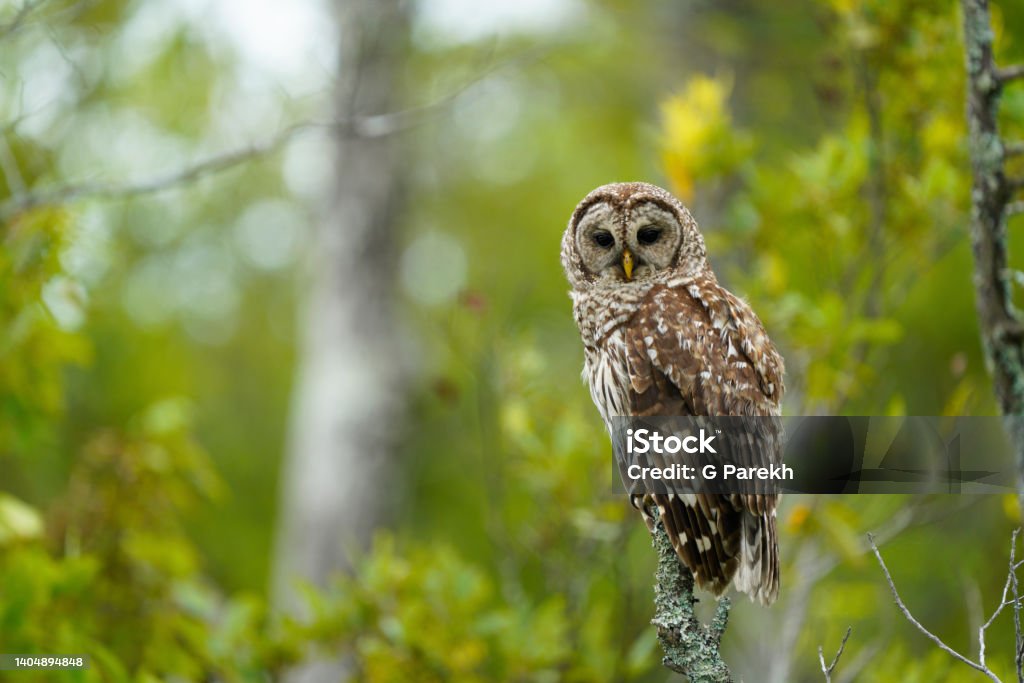 Barred Owl with lovely green background Barred Owl looking at the camera with keen eyes Owl Stock Photo