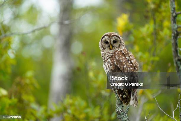 Barred Owl With Lovely Green Background Stock Photo - Download Image Now - Owl, Forest, Perching