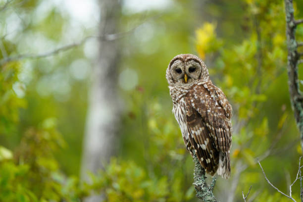 barred owl with lovely green background - night perching owl imagens e fotografias de stock