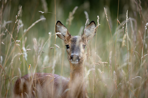 Female roe deer (Capreolus capreolus) hiding in a meadow.