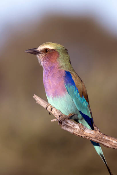 Lilac-breasted Roller stock photo