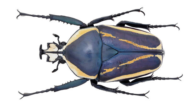 istock Dicronorhina derbyana Westwood, 1843 1404898882