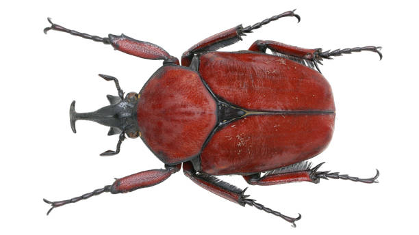 istock Fornasinius russus Kolbe, 1884 1404898893
