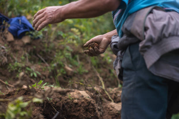 istock farmer planting potatoes 1404898941