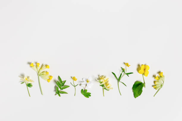 Spring grass and flowers creative flatlay, botanical background, yellow, white wild flower and green grass, nature design minimal botanical pattern, top view different field blooms, copyspace Spring grass and flowers creative flatlay, botanical background, yellow, white wild flower and green grass, nature design minimal botanical pattern, top view different field blooms in row, copyspace corydalis lutea stock pictures, royalty-free photos & images