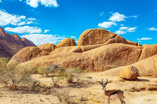 The Namibian desert. Africa. Magnificent stone brownish-orange Spitzkoppe remains of coarse-grained granite. Springbok antelope grazes between stones.