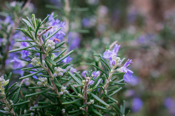 The image shows blooming rosemary in garden