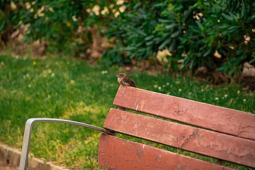 A small brown sparrow sits on the back of a bench in Ciutadella Park in Barcelona, Spain.
