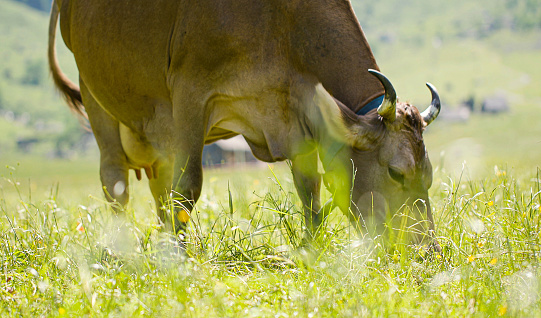 A cow on a sunny day in a pasture eats juicy grass sparkling from the sun in drops of dew.