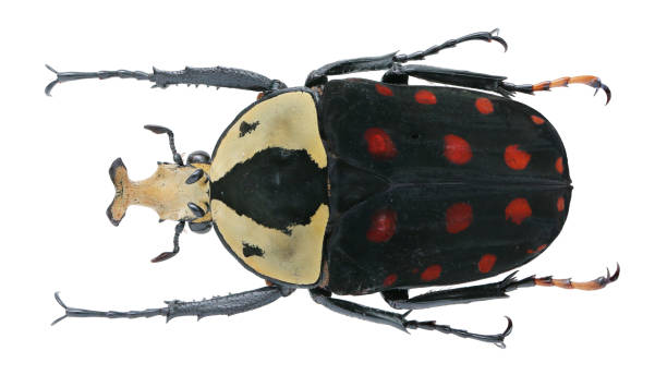 istock Mecynorhina passerini nigricans (Fairmaire, 1897) 1404900349