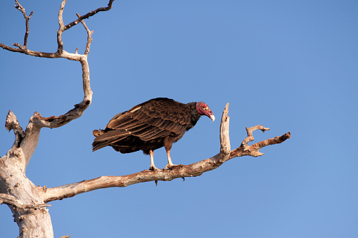 A vulture of the species Cathartes Aura, also known as Buzzard, stands still on a branch, looking around, in the southern part of the island of Cuba