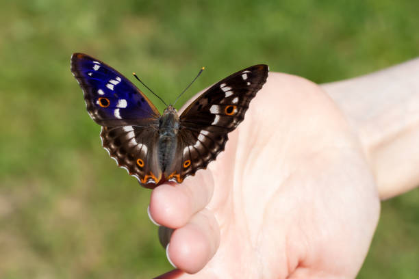 istock Beautiful butterfly sits on the girl's fingertips, selective focus, Blue gloss open wings, selective focus 1404901570