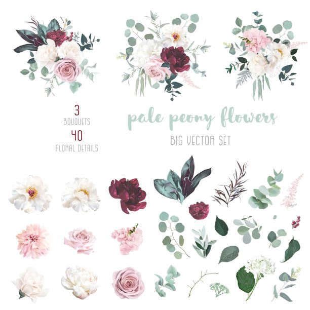 ilustrações, clipart, desenhos animados e ícones de peônia vermelha pálida, rosa empoeirada, magnólia branca de marfim, dahlia blush, hortênsia rosa nua, eucalipto - magnolia white pink blossom