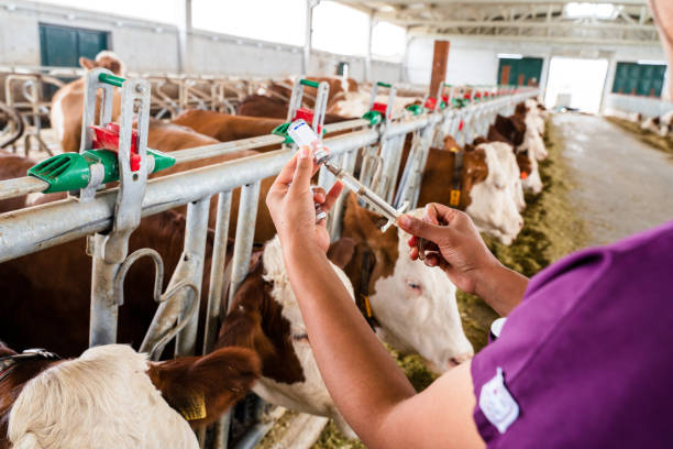 istock Veterinarian giving vaccine to cows 1404903164
