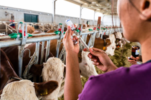 istock Veterinarian giving vaccine to cows 1404903167