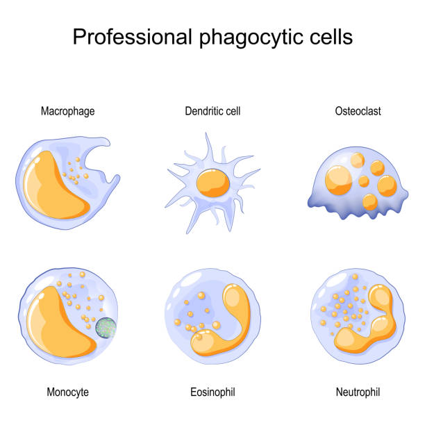 ilustraciones, imágenes clip art, dibujos animados e iconos de stock de fagocitosis. células fagocíticas profesionales. neutrófilos, macrófagos, monocitos, células dendríticas, osteoclastos y eosinófilos - fagocito