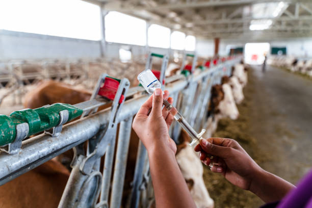 istock Veterinarian giving vaccine to cows 1404903201