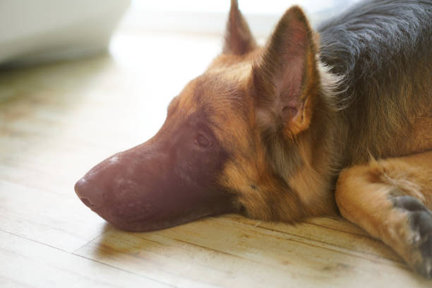 German shepherd dog in a house yards
