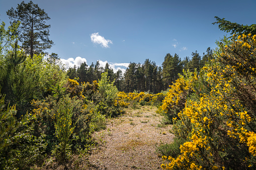 A sunny summer HDR landscape image of gorse, Ulex, on a forest fringe in north east Scotland