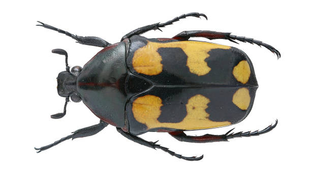 istock Plaesiorrhinella mhondana (Oberthür, 1880) 1404903323