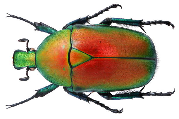 istock Torynorrhina flammea (Gestro, 1888) 1404903374
