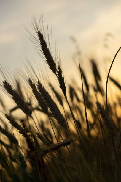 istock Wheat field during sunnrise or sunset. 1404904243