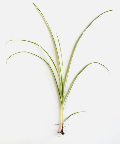 Yellow Nutsedge Weed with roots isolated on white background.