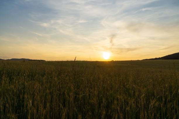 istock Wheat field during sunnrise or sunset. 1404904375