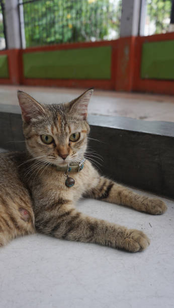 istock Relaxed domestic cat at home, outdoor 1404904563