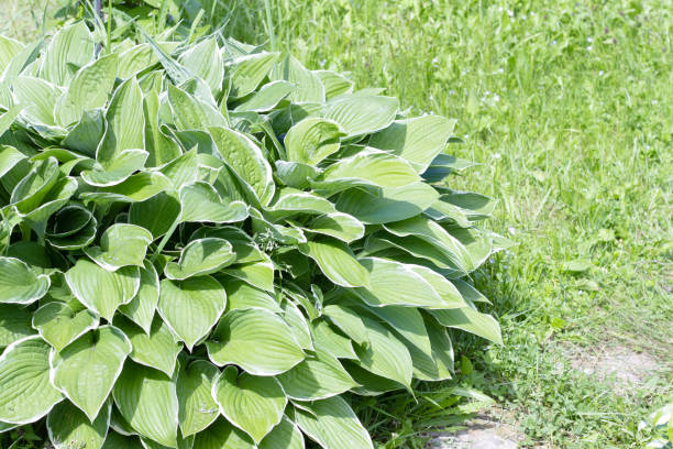 istock Garden hosta on the background of green grass 1404904566