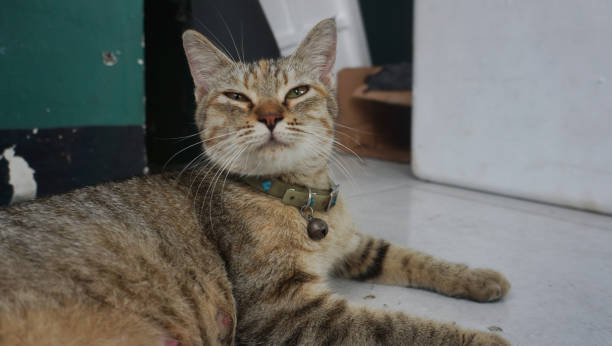 istock Relaxed domestic cat at home, outdoor 1404904594