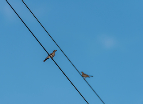 Thrush bird sitting on wire with blue sky freshing background