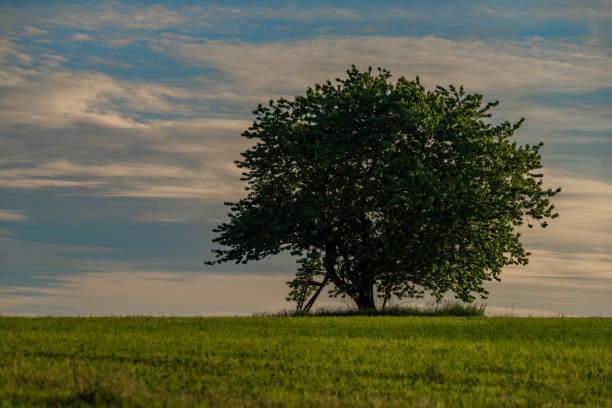 istock Cherry tree on green grass meadow in Krkonose mountains in spring evening 1404905158