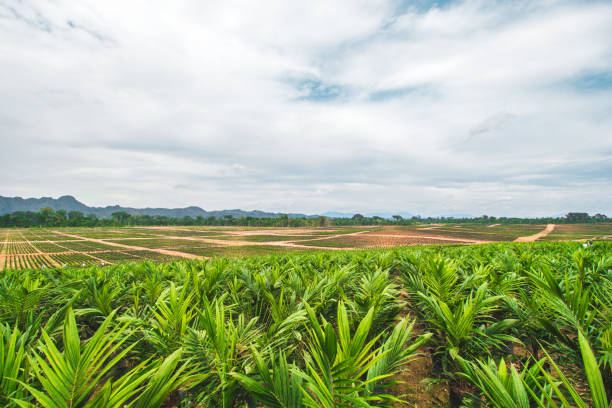 istock Oil Palm Seeding Landscape. 1404906083