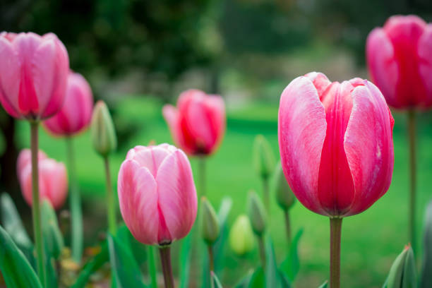 istock The blooming tulips in the spring garden 1404907580